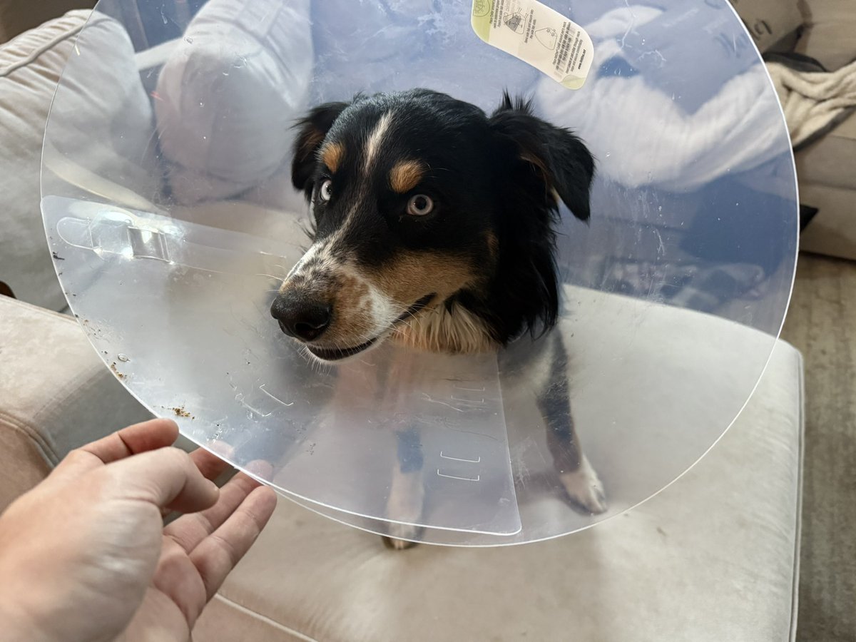 I’m so sorry, little one.

🫡😭 He’s okay! But his nuts are no more.