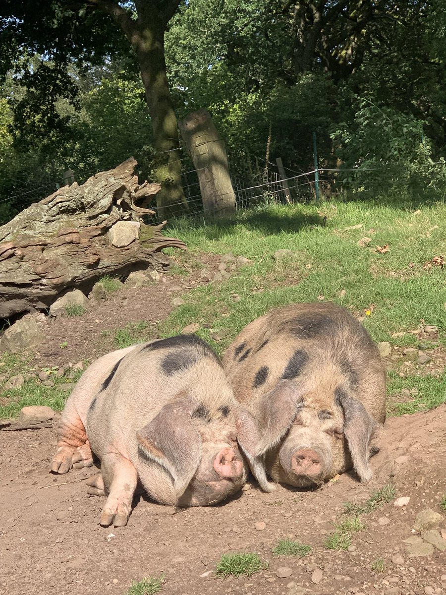 Martha Roberts tweet media