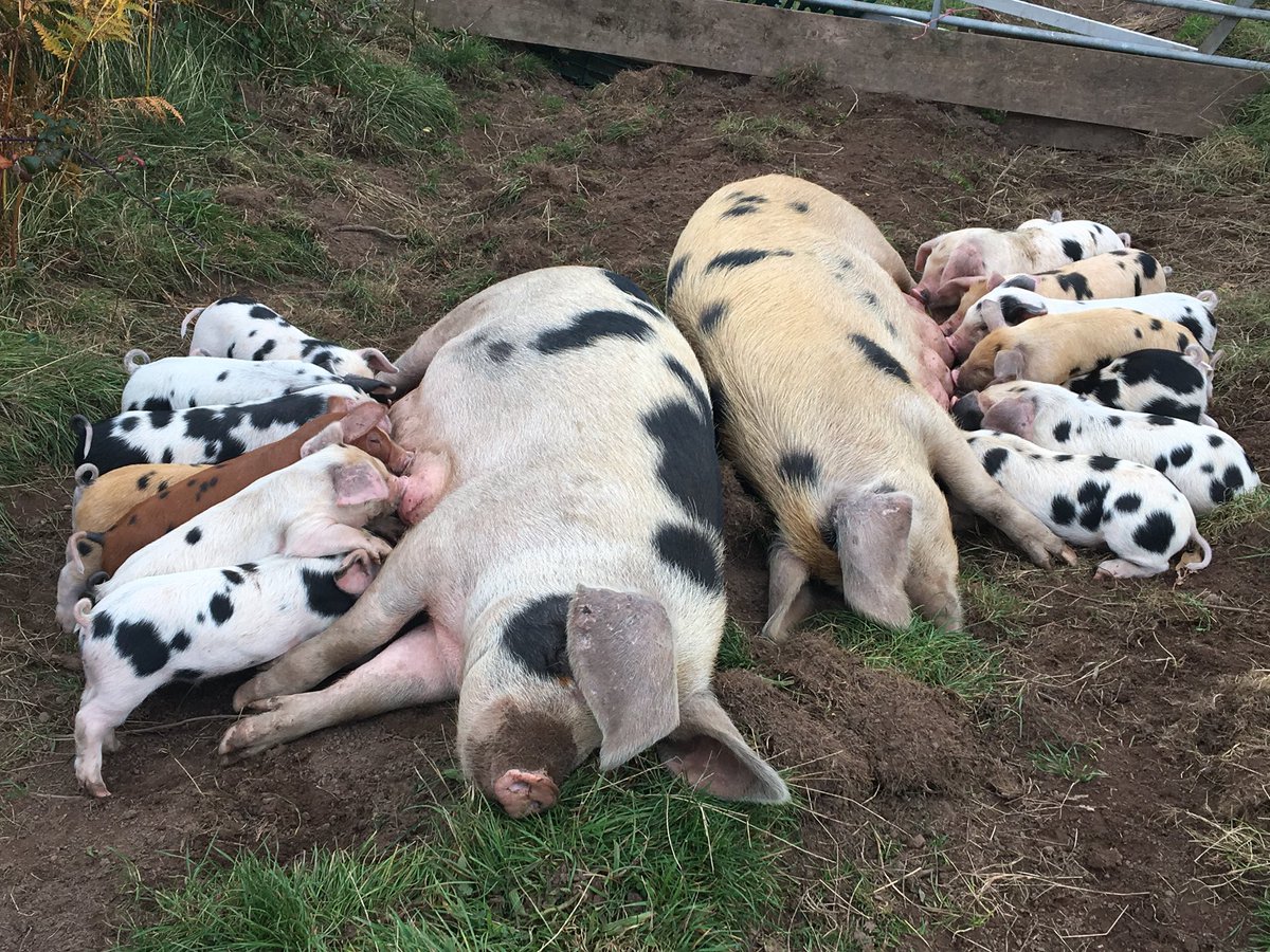 Martha Roberts tweet media