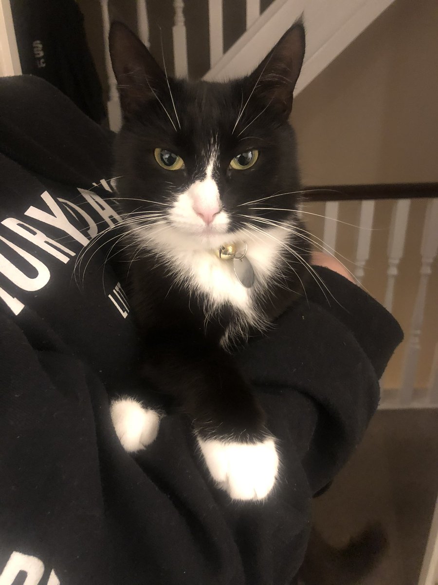 lisacorbett31's tweet photo. @CatsProtection This is 7 year old Tink. We think she is a very pretty kitty https://t.co/6EYOjO2nAS