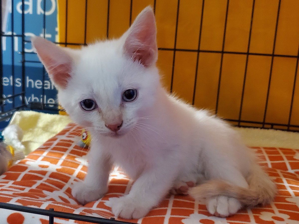 hellpupp's tweet image. .@austin_walker hey, does this kitten look more like a Morning's Observation, or a Territory Jazz Jr.,to you? he's a flame point, if that helps

(getting a bit ahead of ourselves, as we haven't been approved to adopt, yet, but 🥺🥺 he's so precious...)