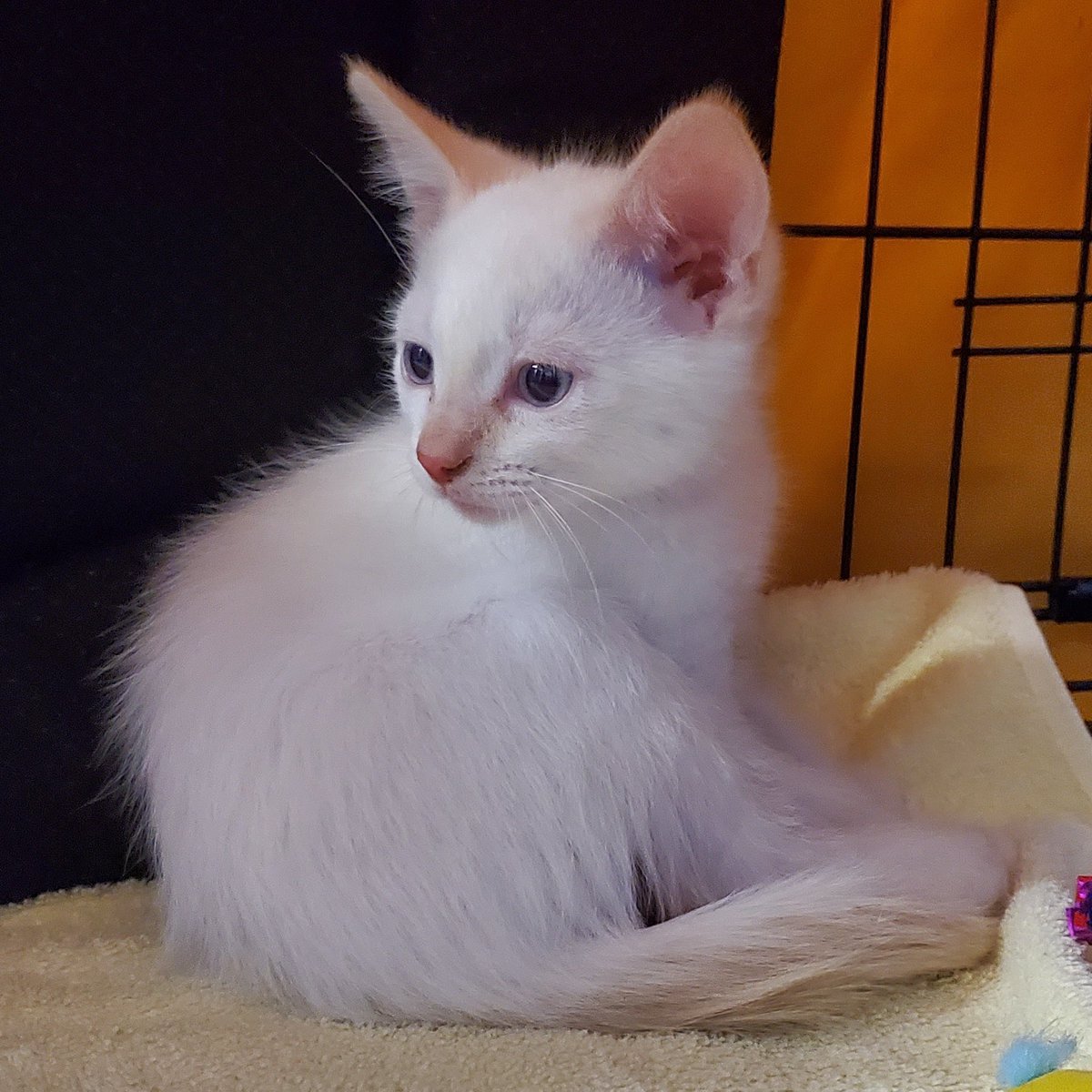 hellpupp's tweet image. .@austin_walker hey, does this kitten look more like a Morning's Observation, or a Territory Jazz Jr.,to you? he's a flame point, if that helps

(getting a bit ahead of ourselves, as we haven't been approved to adopt, yet, but 🥺🥺 he's so precious...)