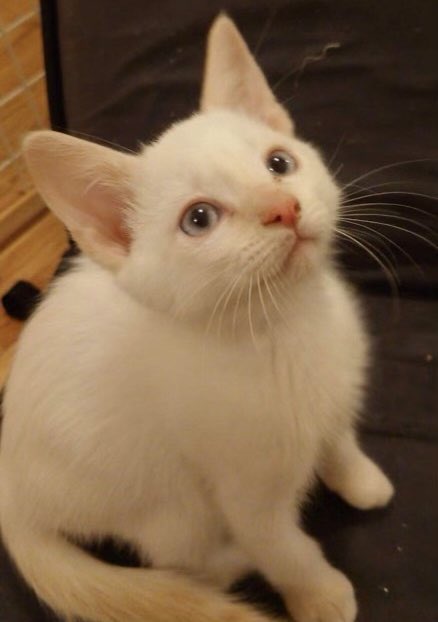 hellpupp's tweet image. .@austin_walker hey, does this kitten look more like a Morning's Observation, or a Territory Jazz Jr.,to you? he's a flame point, if that helps

(getting a bit ahead of ourselves, as we haven't been approved to adopt, yet, but 🥺🥺 he's so precious...)