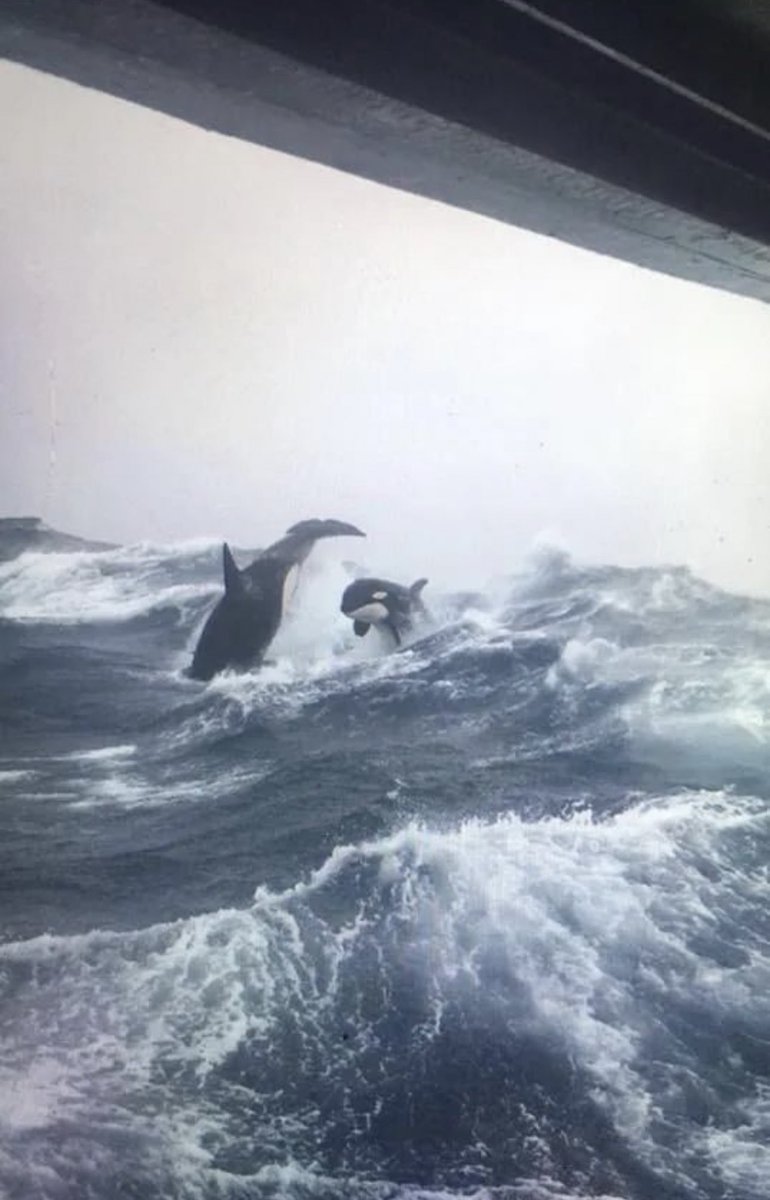 Made In Canada tweet media