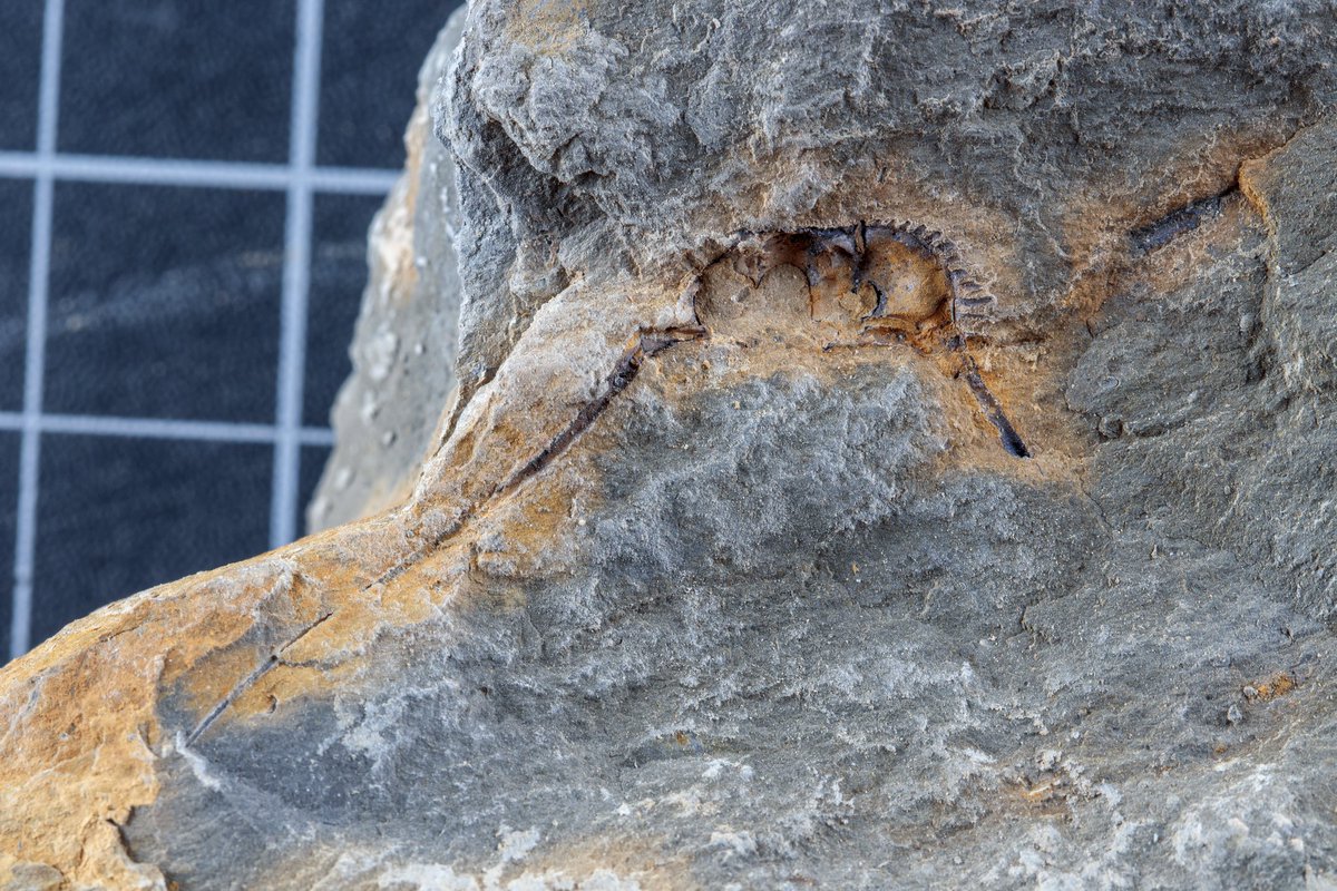 #FossilFriday brings you this mid Devonian Kettneraspis. Love a spiny fella. But missing his head. This other photo is just a partial head but look at that one genal spine (really zoom, thing just keeps going). Really shouldn’t be that long for any Kettneraspis I’ve seen. Weird