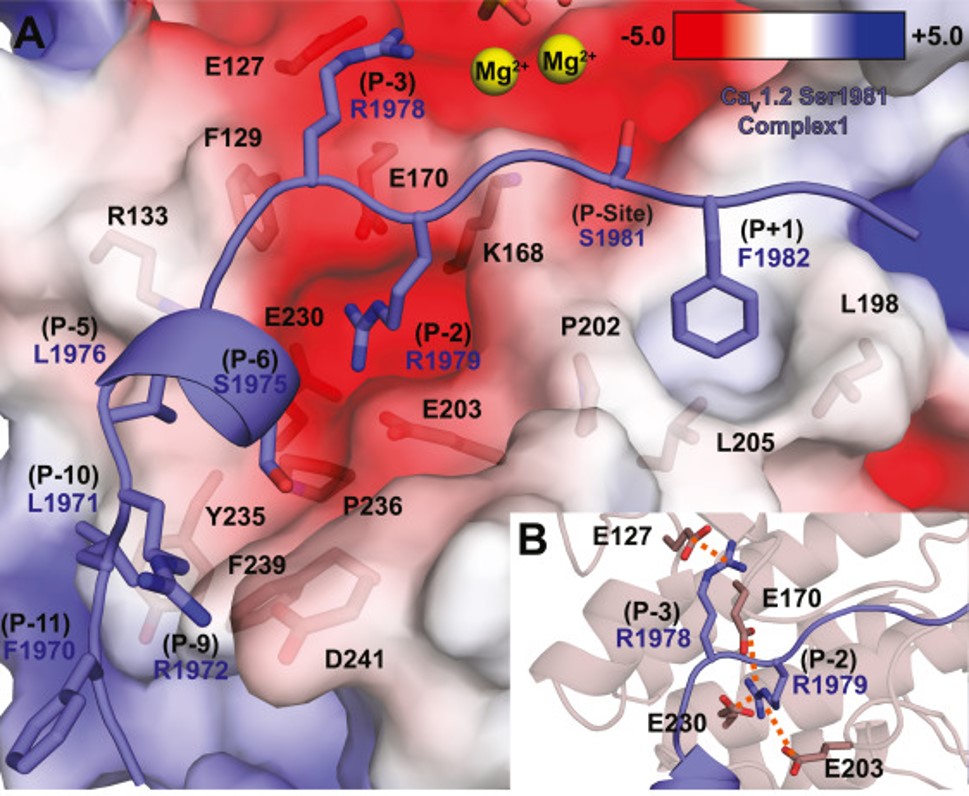 Stress in action:  crystal structure of PKA bound to a preferred substrate in CaV1.2. Comparing proposed sites in CaV1.2 and Rad shows two tiers of substrates. 
jbc.org/article/S0021-…

@OmidHGhassemi @randyjsyoo  Marvin Bader Jiaming Xu <a href="/ciaranmcfarlane/">Ciaran McFarlane</a> <a href="/UBCbiochemistry/">UBC Biochemistry & Molecular Biology</a>