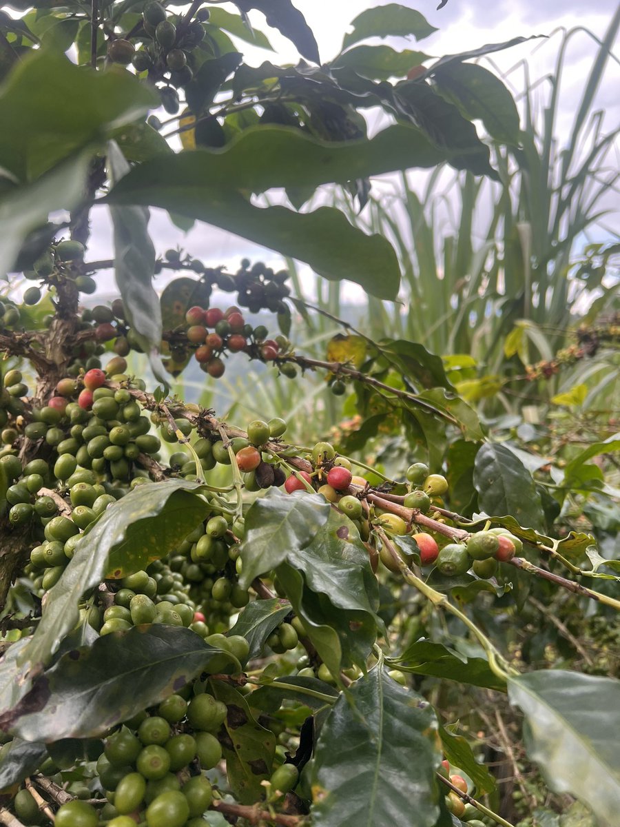 Pase de Bodegas de Vino en Mendoza 
a Fincas de Café en Colombia…

* My Two True Passions