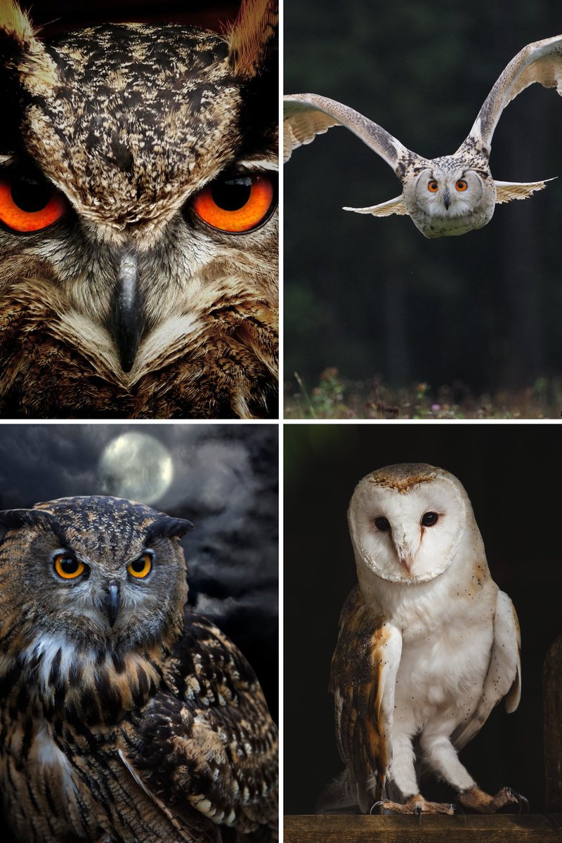 "Owls remind us that silence can be the loudest wisdom." ~ Unknown
#Wisdom
#Owl 
#quotes