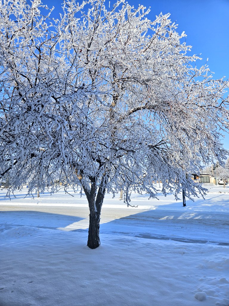 Lethbridge is looking extra magical today ✨️❄️ #yql