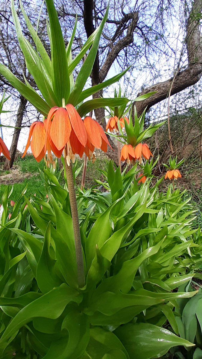 ledvinsky's tweet image. 