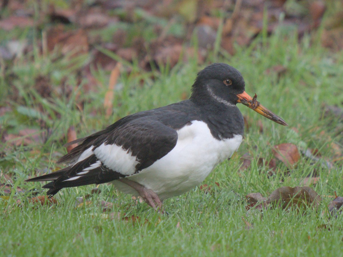 An oystercatcher at <a href="/TheBotanics/">Royal Botanic Garden Edinburgh</a> today. I often see them fly over, they frequent nearby playing fields, but this was the first time I have seen one aerating the lawns there.
