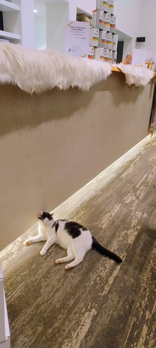 HelenaDMilonas's tweet image. Er was een kat aan de inkom van de sauna! En aan de bar WAS ER NOG EEN! 😍