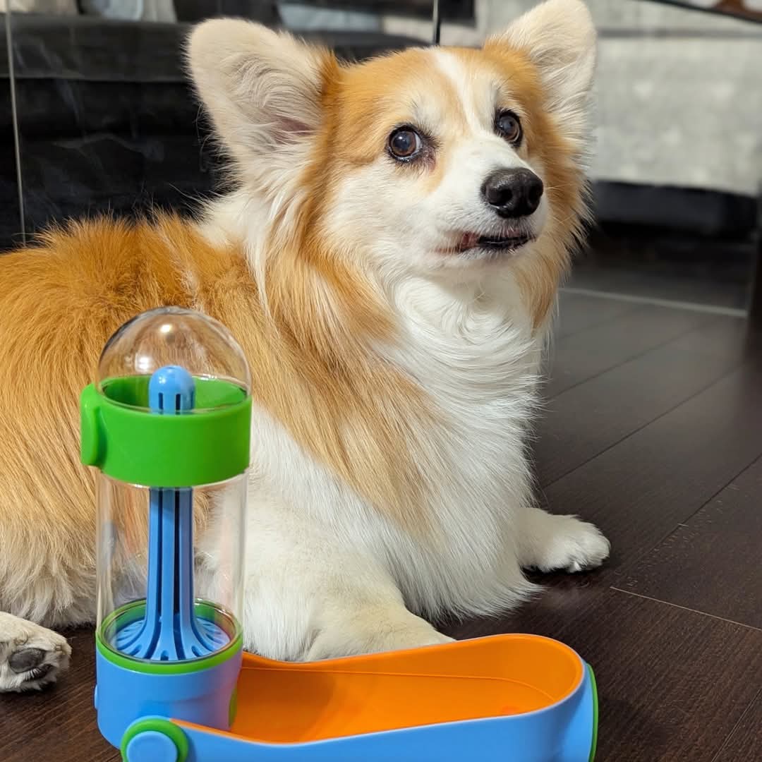 kimchithecorgi's tweet photo. 😍😍😍😍 Christmas came early with @heylittlechonk @madmax_fluffyroad 🎄🎁🌟☃️🦌🎅

We're ready for more adventures with our #lilgulp ⛲

#corgi #fluffycorgi #littlechonk #corgination #madmaxfluffyroad #Kimchithecorgi #dogsofinstagram #petaccessories #waterbottle https://t.co/tZ0Ezt3zcm