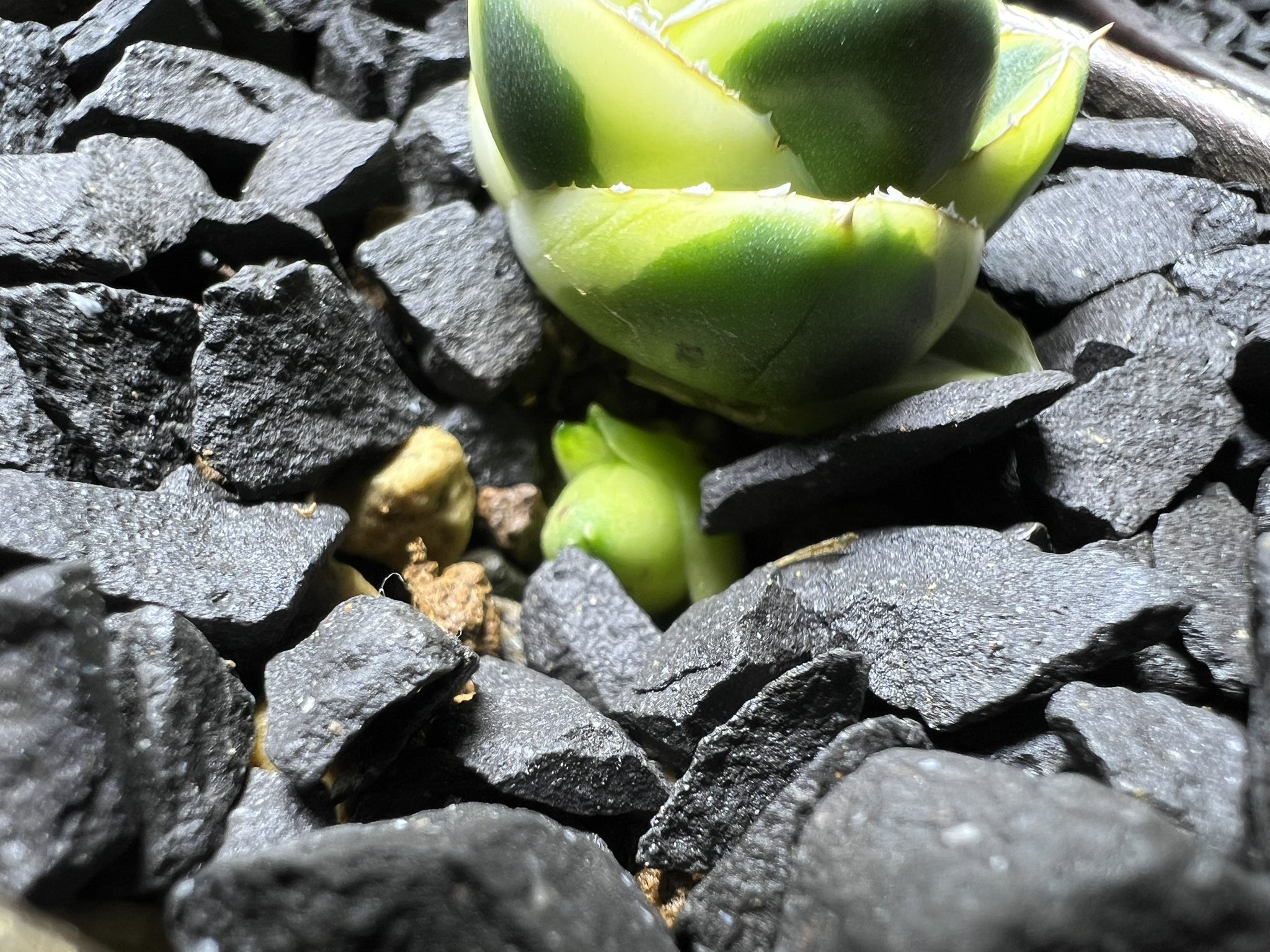 ⭐︎専用中⭐︎アガベ　ピンキー　プレステラ90 ⭐︎専用中⭐︎アガベ ピンキー プレステラ90