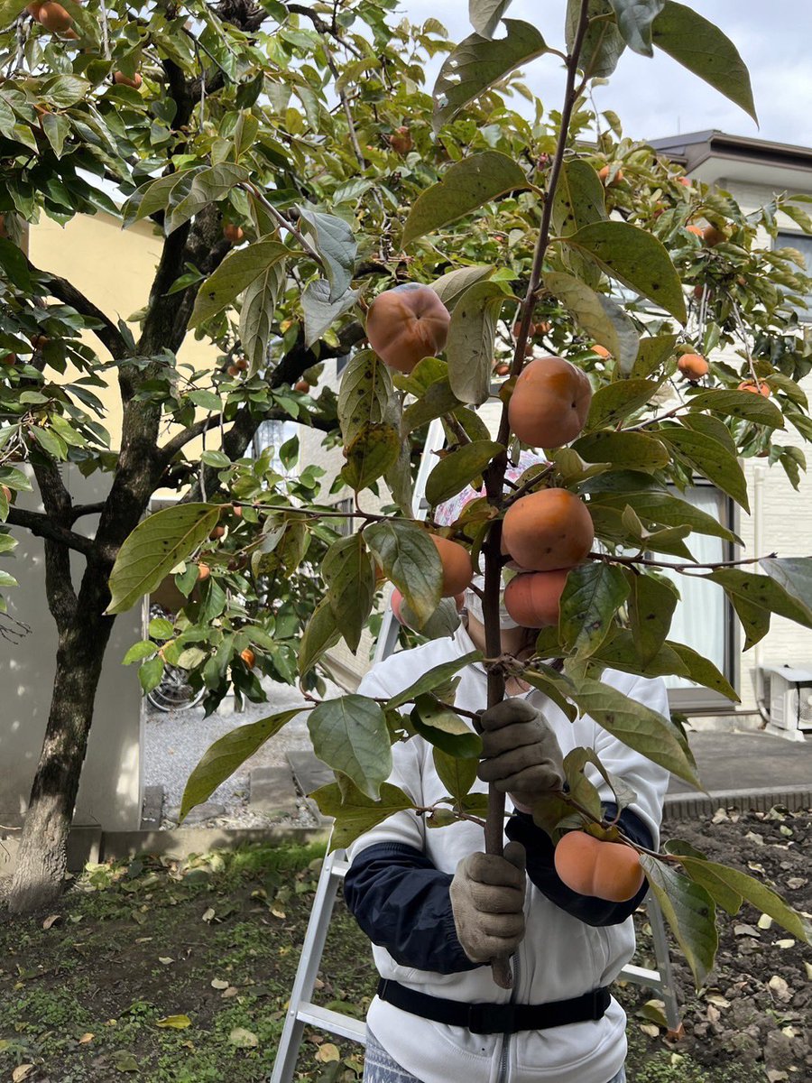 0841sakura's tweet photo. 庭で採れた柿とミカンで
ヨーグルトスムージー https://t.co/x8zUy68Qlr