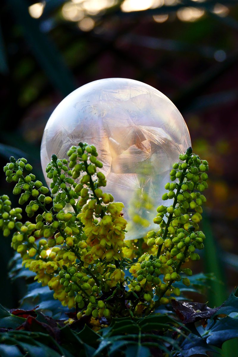 James_Akrill's tweet photo. A #FrozenBubble on #Mahonia #Flowers part 1. 😍 @StormHour @SnowbieWx #Flower #FrozenBubbles #IceBubbles #Photography #FrozenBubblePhotography https://t.co/xO6RL2k8Hi