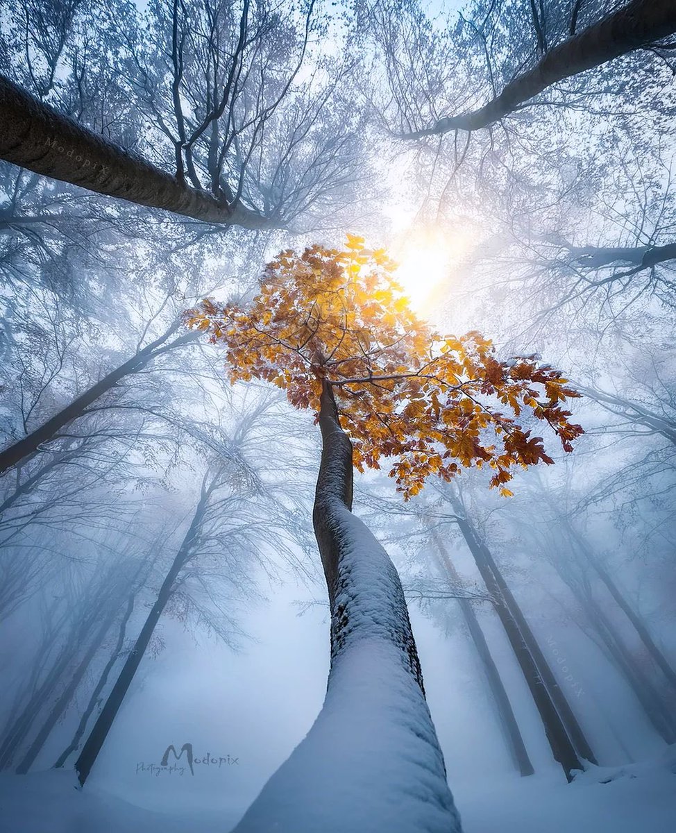 When Autumn meets Winter . . .🍁₊˚｡⋆❆🤍

  📸© Modopix Mojtaba Dorri