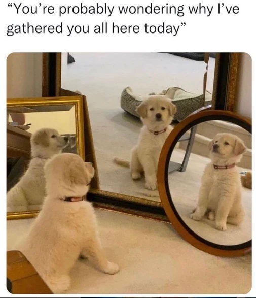 Welcome to the meeting of good boys! 🐶

#boisepetsitters #boisepetsitting #petsitting #pets #dogs #dogwalking #cats #boisedogs #boisecats #catsitting #boiseidaho