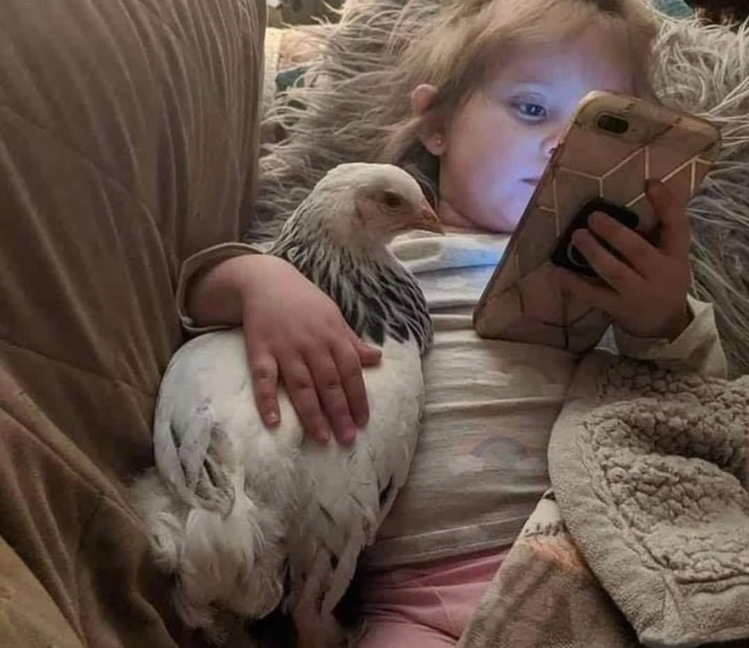 anglikeu's tweet image. o zayn passa o dia todo assim e vcs achando q ele não sabe de nada q acontece no fandom