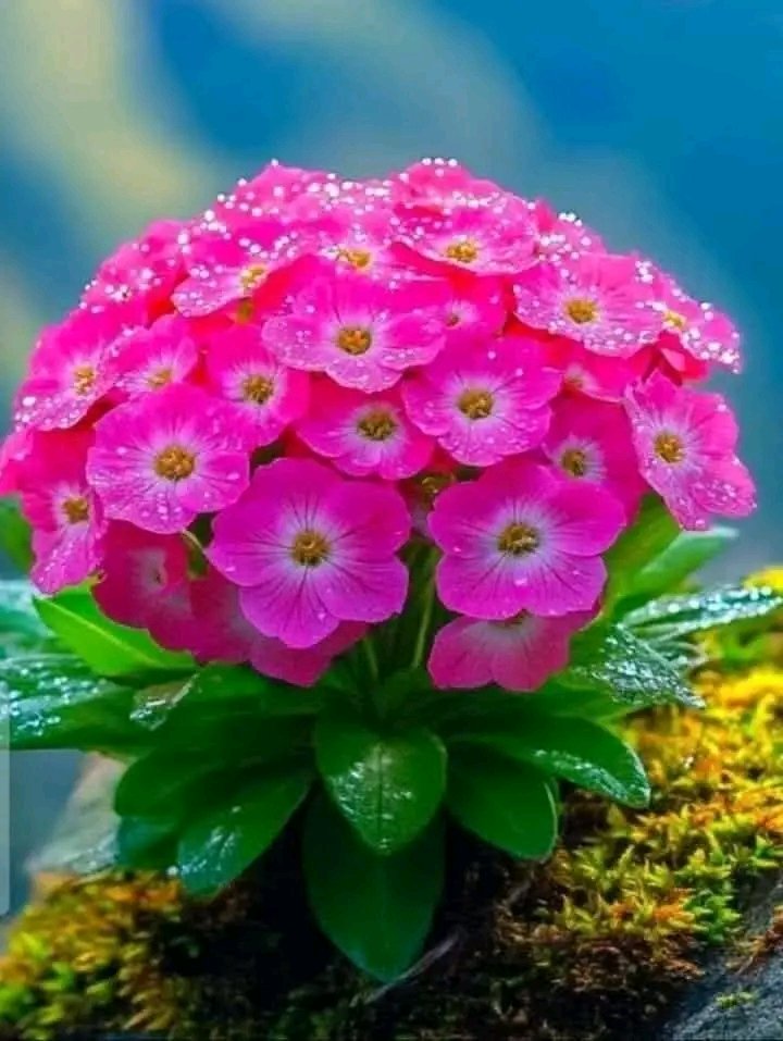 celiabatalla8@gmail.com (@celiabatalla20) on Twitter photo 