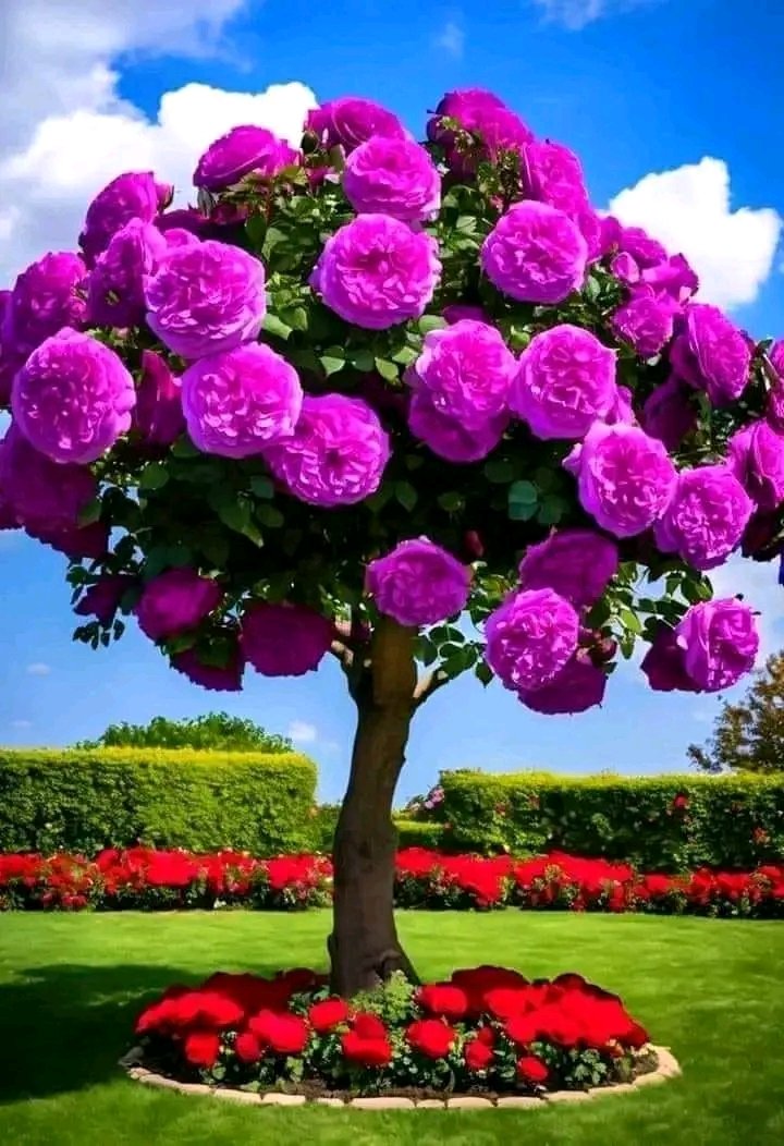 celiabatalla8@gmail.com (@celiabatalla20) on Twitter photo 