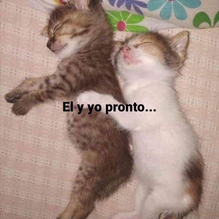 Gatitos Que Curan Tu Depresion (@gatitodepresion) on Twitter photo 