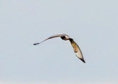 NeilSimms1's tweet image. Rough legged buzzard east of Danby this afternoon @nybirdnews @teesbirds1 @teeswildlife