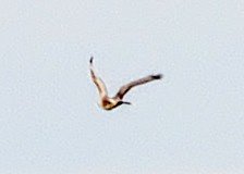 NeilSimms1's tweet image. Rough legged buzzard east of Danby this afternoon @nybirdnews @teesbirds1 @teeswildlife
