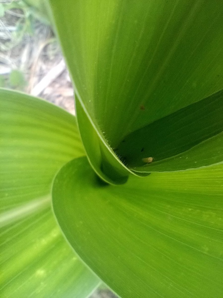 Grupo Charata tweet media