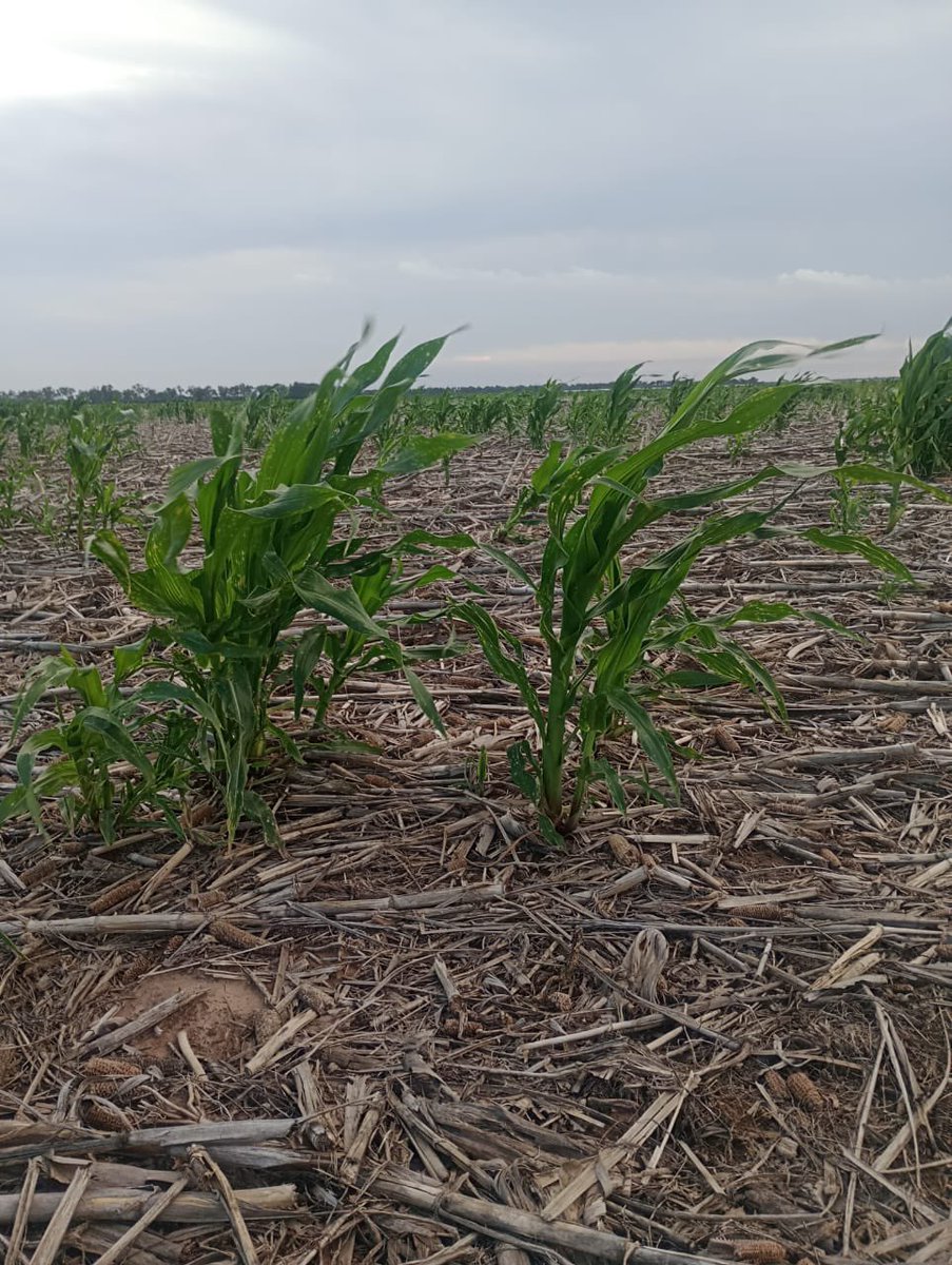 Grupo Charata tweet media