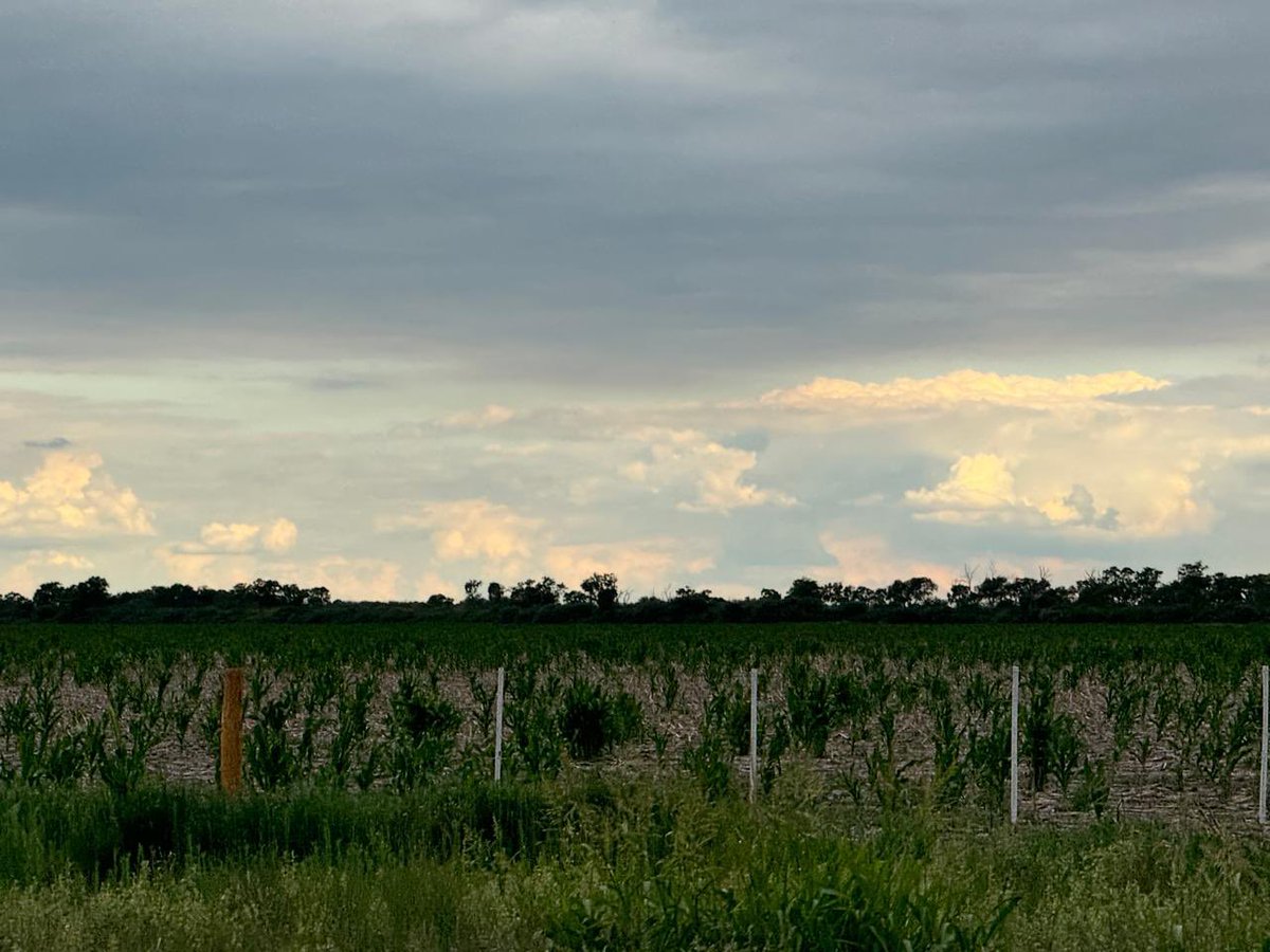 Grupo Charata tweet media