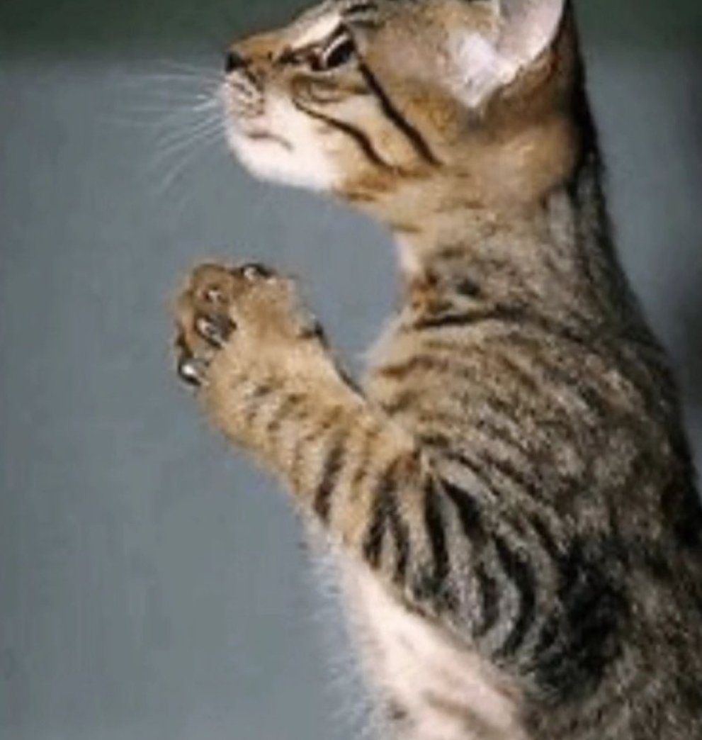 Twineezys's tweet image. Yuji niggas gassed this into turning to that next chapter to see sukuna putting #BeltToAss until megumi and nobara stepped in #WhenYouFindOutYourGoatIsWashed