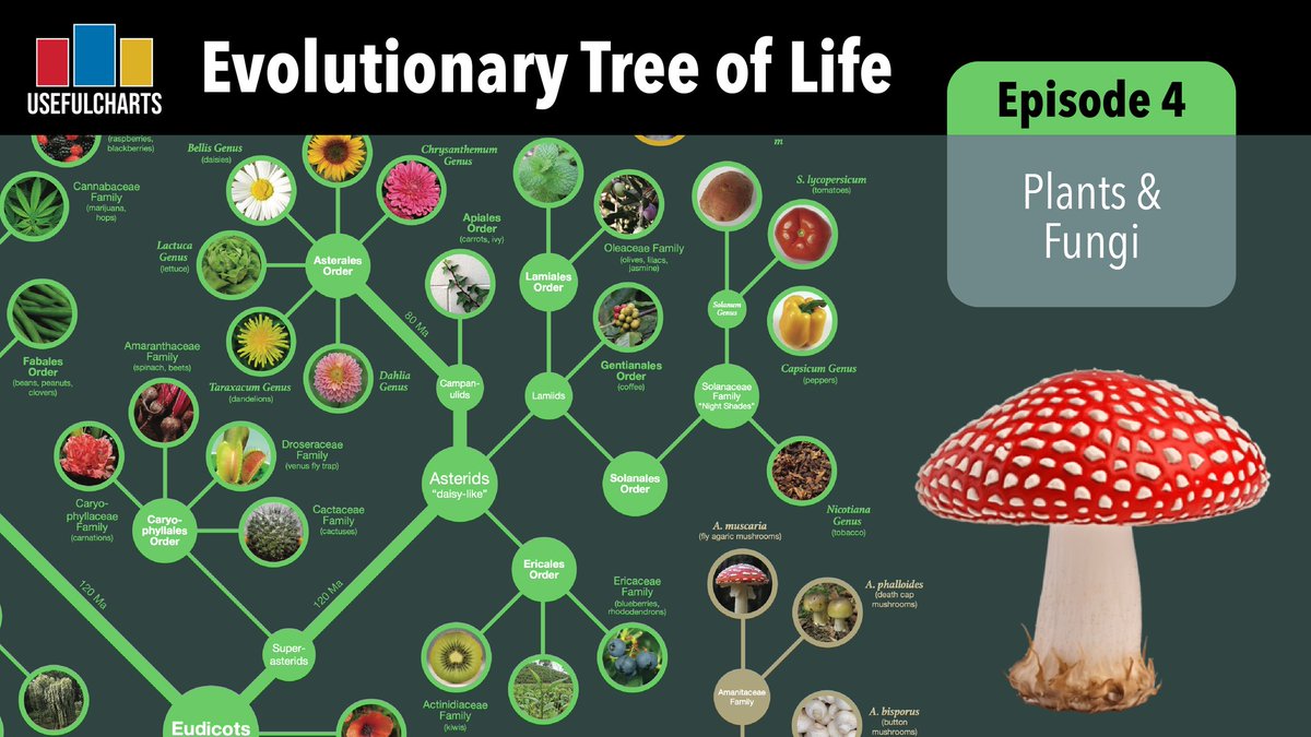 usefulcharts's tweet image. Episode 4 of our Evolutionary Tree of Life series is up. This one focuses on plants and fungi. youtu.be/ZVm1-9GllZs
