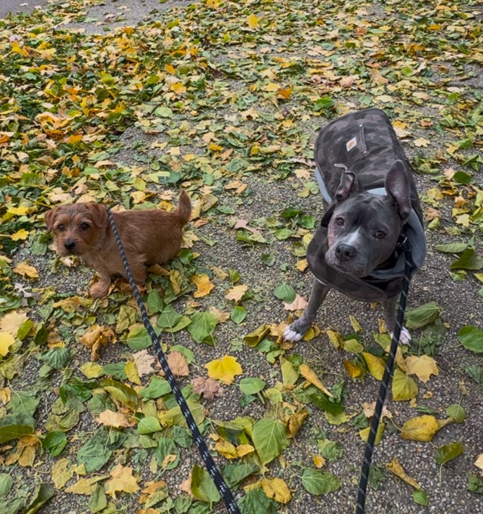 PupPupsChicago's tweet photo. #rescuedogs #pitbull #terrier #pitbullrescue #dogs #puppy #rescue #dog https://t.co/DYAqPpdVgt