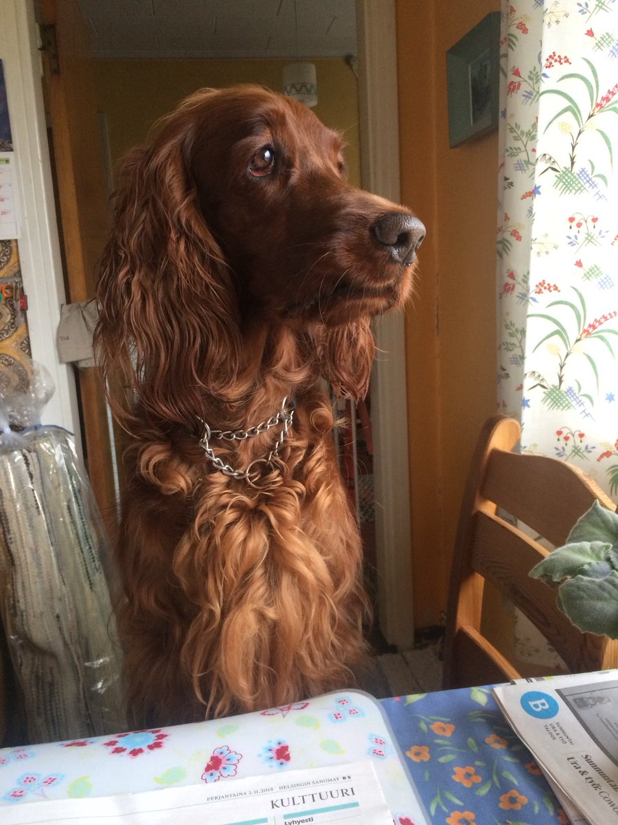 Rakas Zelda ❤️ 2016-2023

30.11. on muistoissa murheen päivä 💔