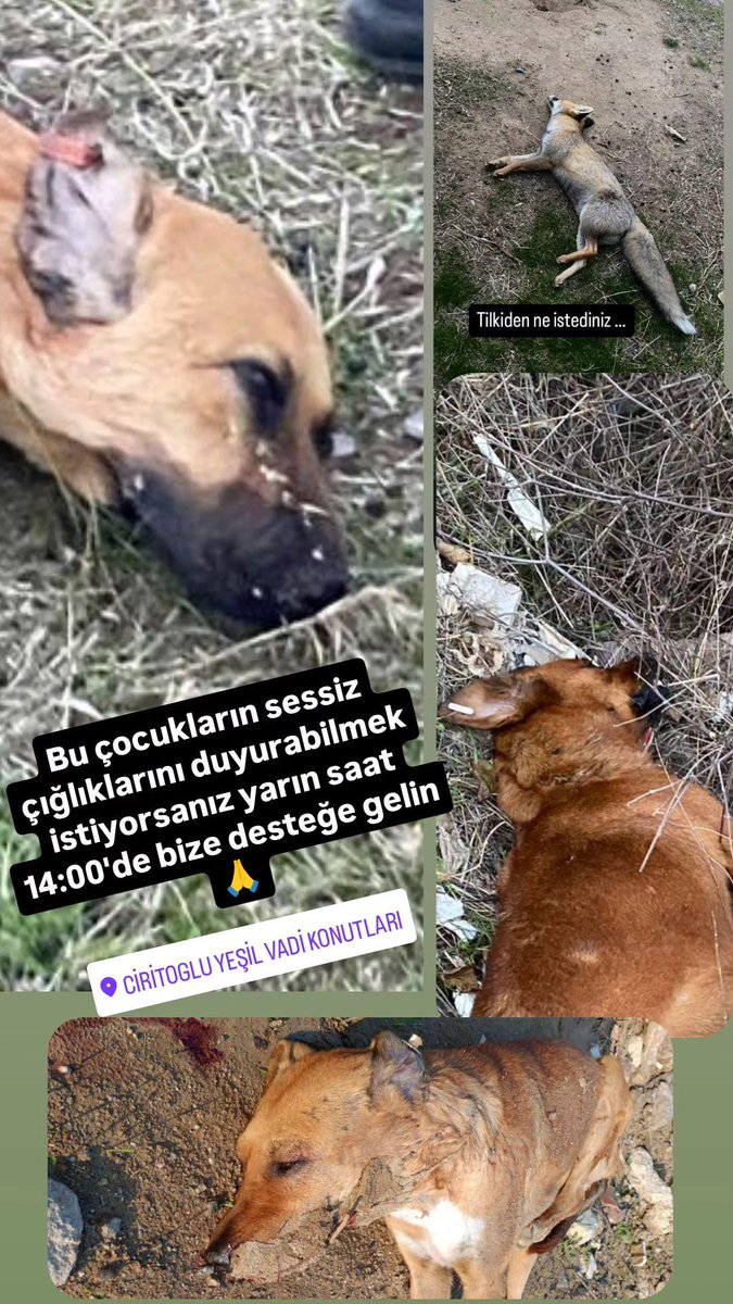 İzmir Çiğli Harmandalı Cumhuriyet Mahallesi'nde hayvanları ze*irleyerek k@tlettiler.

3'ü mahallemizin yıllardır baktığımız köpekleri, 1 sahipli köpek ve 1 tilki...

Daha ne kadar dayabiliriz bu acılara bilemiyorum?

<a href="/AYMBASKANLIGI/">Anayasa Mahkemesi</a> #YasayiİptalEtAYM