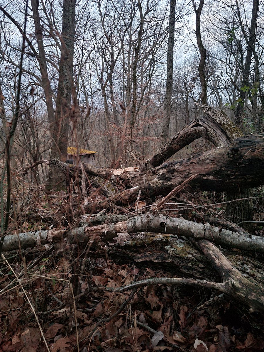 edc76239's tweet image. Set up low and slow this morning in my ghillie poncho between downed trees and shrubs. Perfect blend, perfect spot. Seen 3 doe hit the trail about 50 yards from my location around 9:15am , but no shot. They were MOVIN’. The grind never stops. #GroundGame  #thatdeerhuntinglife 🦌