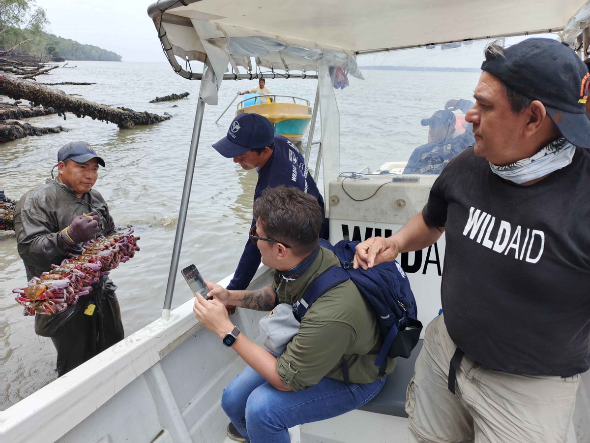 WildAid Latinoamérica tweet media