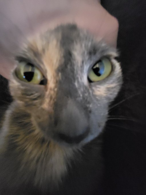 CatsWhichAreAbnormallyCloseToCameras tweet media