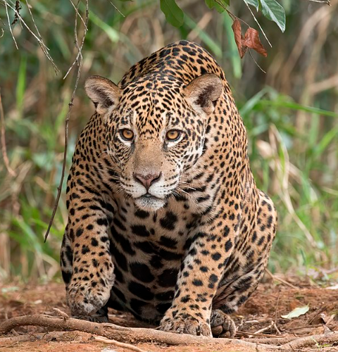 YoAmoaLaCiencia's tweet photo. El costo del turismo: cómo el crecimiento hotelero amenaza a los jaguares en la ruta del Tren Maya 

El crecimiento hotelero asociado al Tren Maya está teniendo un impacto significativo en el hábitat del jaguar (Panthera onca). 

Esta especie se ha visto afectada por la expansión urbana y la deforestación.  

A lo que se le sumó la construcción del Tren Maya que ya ha provocado efectos negativos en los ecosistemas locales.

La construcción de hoteles y la infraestructura necesaria para apoyar el turismo masivo están provocando la destrucción de áreas naturales vitales para los jaguares.

Estas áreas son cruciales no solo para su alimentación y reproducción, sino también para mantener su territorio y evitar conflictos con otras especies.

El crecimiento hotelero lleva a una fragmentación del hábitat, lo que obliga a los jaguares a desplazarse a través de terrenos cada vez más reducidos y peligrosos.

Esto aumenta el riesgo de accidentes debido al cruce de animales en zonas intervenidas por humanos y limita su capacidad para cazar y establecer territorios seguros.

Además, el impacto del crecimiento hotelero asociado al Tren Maya provoca que los jaguares sean desplazados de su territorio y que estén vulnerables al tráfico de especies.

Destacamos que no todos los hoteles están registrados.

Dado que algunos están en construcción y otros, por su tamaño, son considerados hostales o casas de huéspedes.  

Algunos hoteles de empresas transnacionales tienen registro como centros de diversiones, spas, resorts, clubes u otros términos para evadir responsabilidades con las leyes mexicanas.  

Se debe considerar que la infraestructura hotelera también incluye alojamientos en casas particulares mediante aplicaciones, es decir, la renta de casas por períodos vacacionales.   

Las cuales no tienen un control ambiental.

Te comparto un mapa con los registros de actividad de jaguares en grado de investigación que se ven comprometidos con el crecimiento hotelero en la ruta del Tren Maya.👇