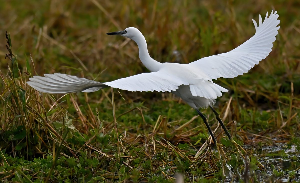 Carl Bovis tweet media