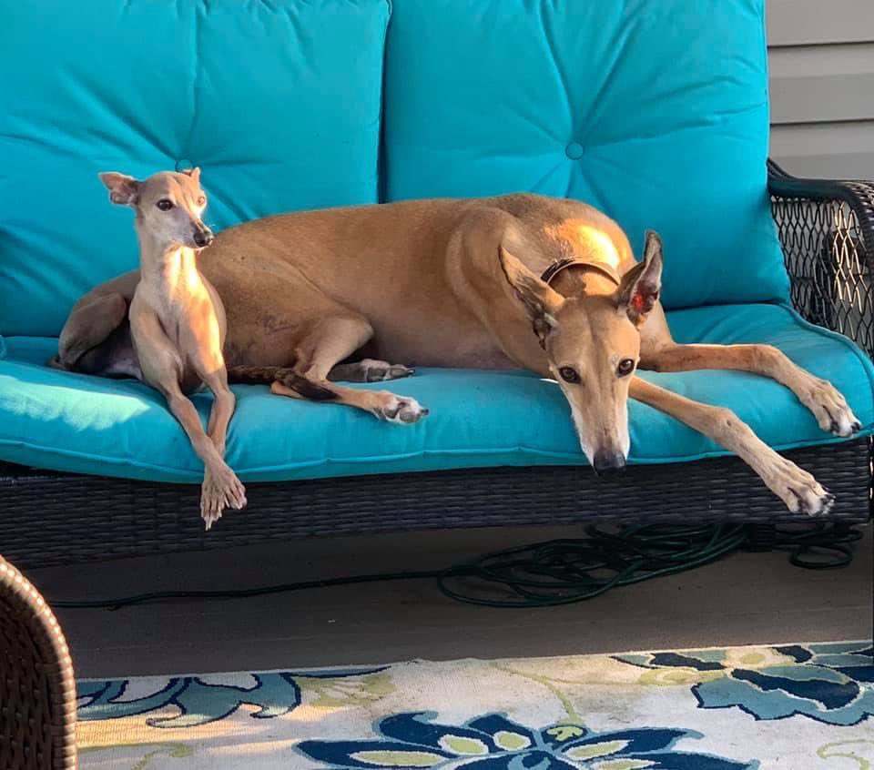 TRock00's tweet photo. @buitengebieden Mr. Little (Kirby) and Mr. Big (Cosworth). ❤️🐾 https://t.co/ZY6ad4Njl4