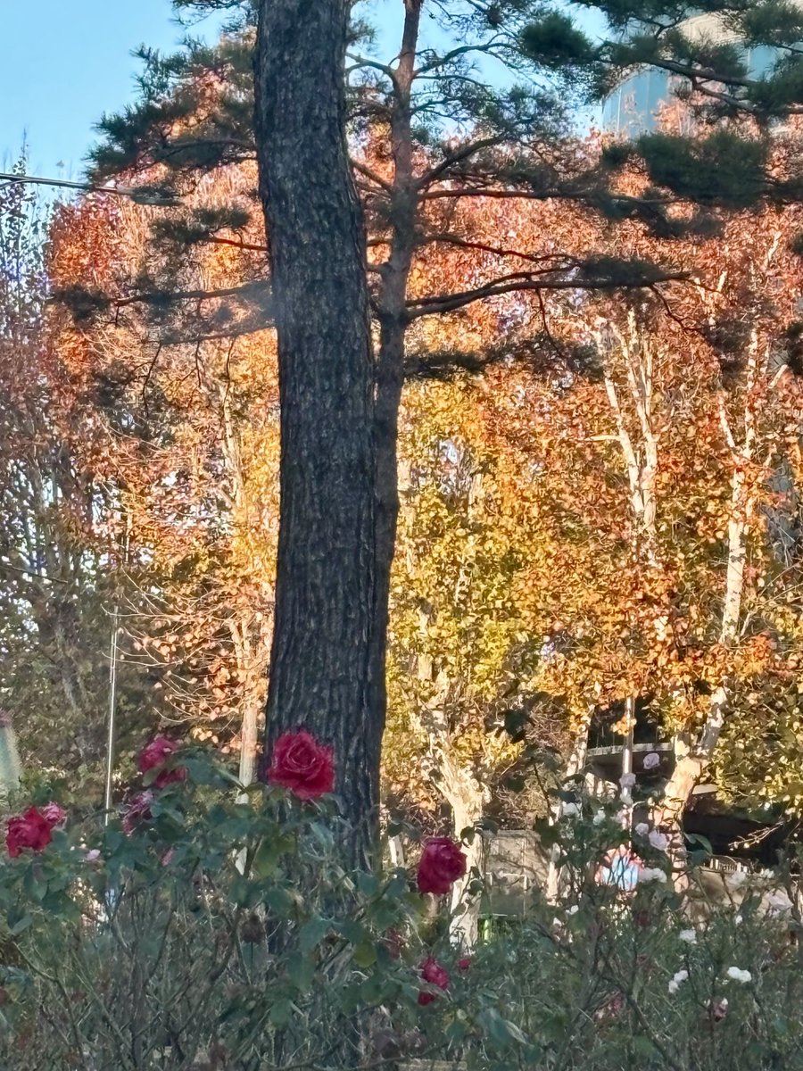 병원에 가는 길. 이런 날씨에 피는 장미를 보면 작은 희망이라도 품게 되는 것이다.