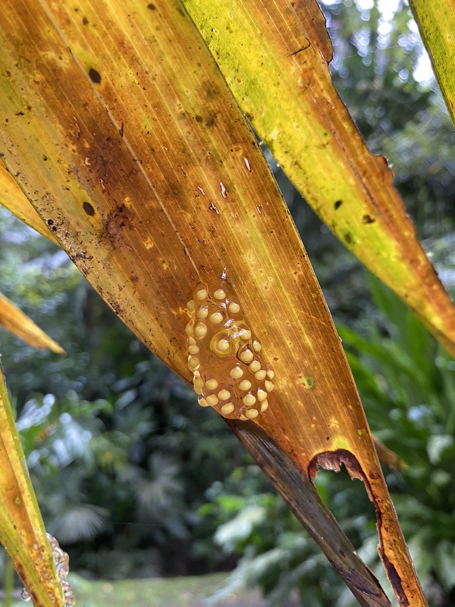 Caroline Guevara-Molina tweet media