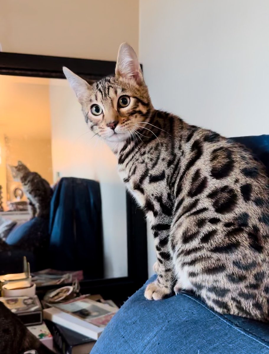 supg0x80's tweet image. My second baby 🤍