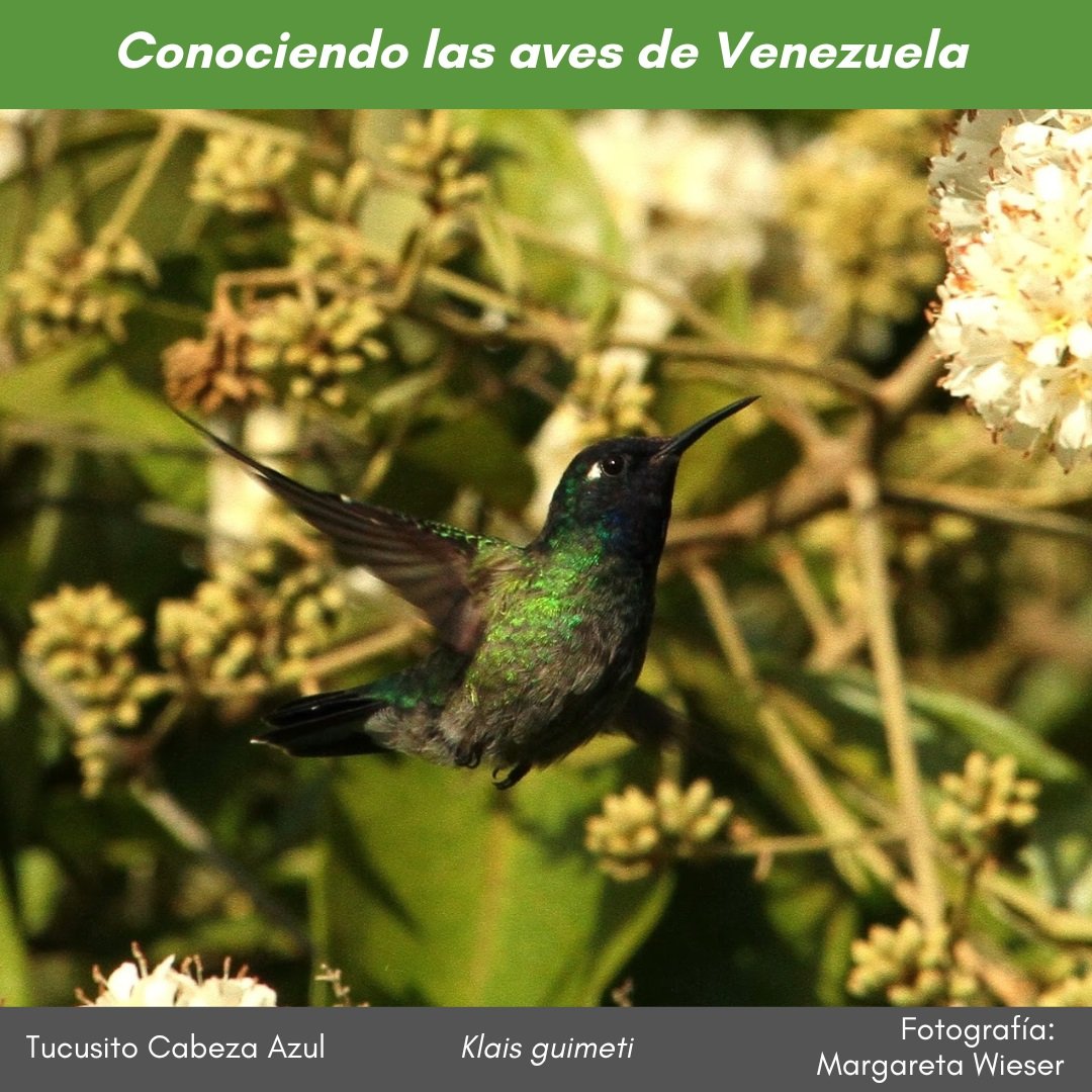 #ConociendolasavesdeVenezuela. En bosque húmedo de mediana altitud, un colibrí de cabeza violeta y una notable marca blanca detrás del ojo puede ser #TucusitoCabezaAzul #Klais_guimeti. Foto #MargaretaWieser. Ver más instagram.com/p/DC9_8MlBA70/…