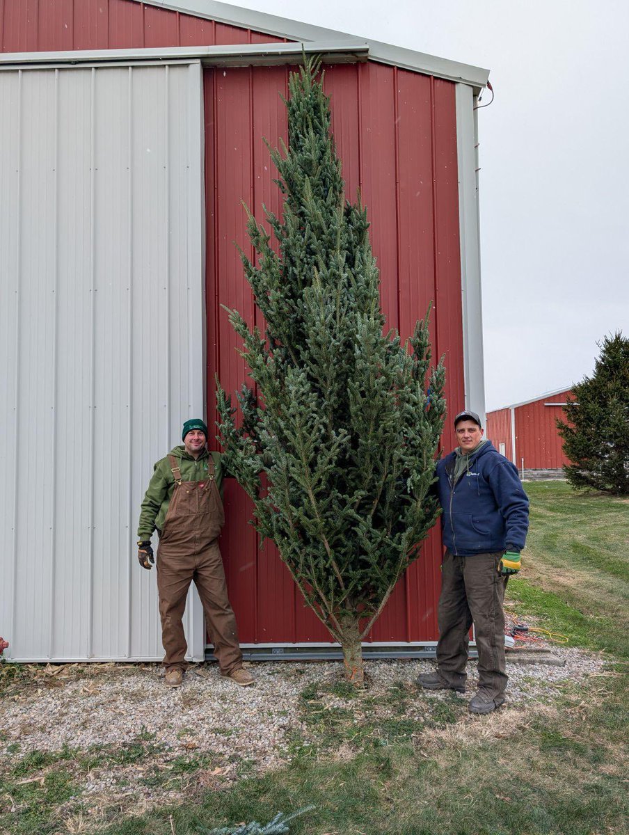 4EvergreenTree's tweet image. We had a fantastic turnout for opening day today. Thank you to all of our supporters. If you’re looking for a BIG tree we have this beautiful 17 foot tree waiting for a new home. We’ll be open Saturday and Sunday 9-5 for your Christmas tree needs.