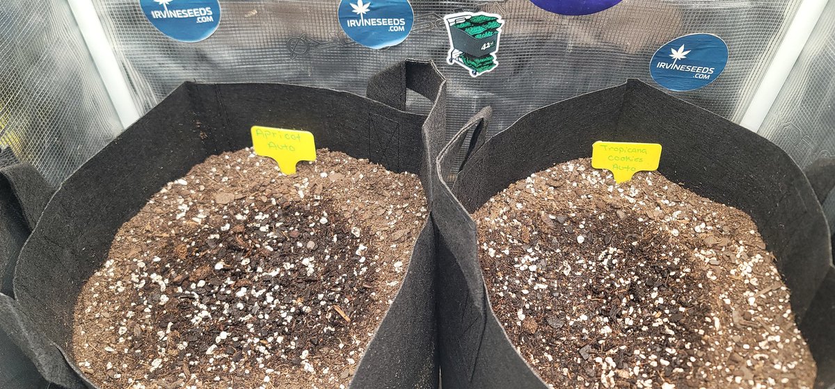 ColdAzzIsis89's tweet photo. In the @MarsHydroLight 2x2 โบ๏ธ Under the #TSW2000 ๐ก
Devil Creame x Red Posion autoflower
Purple Lemonade x Red Posion autoflower Genetics provided by @lemmegrowfirst
Apricot autoflower
Tropicana Cookies autoflower
Genetics provided by @Fast_Buds
#onlyplants #Marshydro https://t.co/OMKqICtG3Y