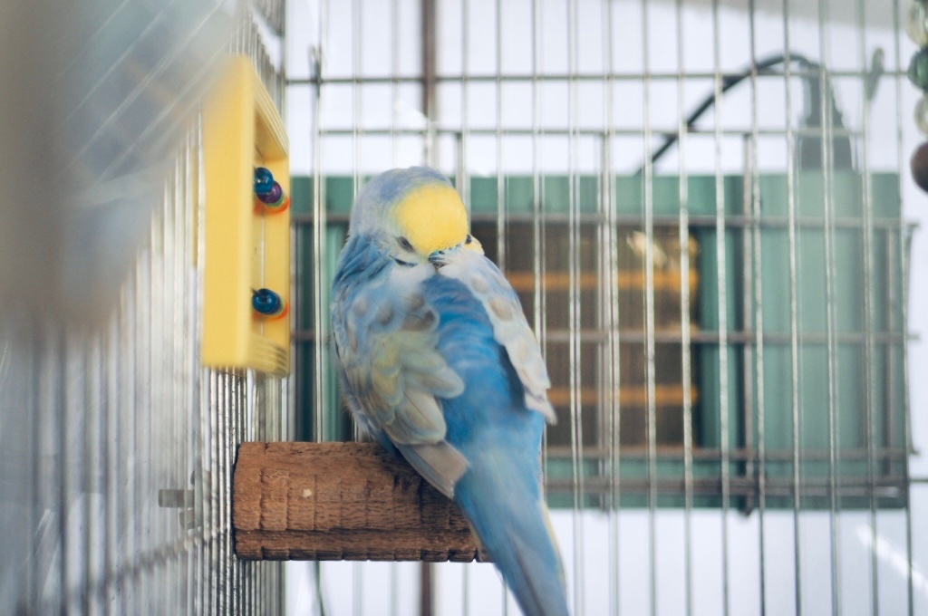 迷子セキセイちゃんRPご協力、ありがとうございました🦜
飼い主さんはまだ見つからず、一旦家で預かる形になりました。
今朝検診に連れて行ったら、きれいだね。健康状態良いね〜。（結果異常なし）と言われ、満更でもなさそうでした　かわいいね