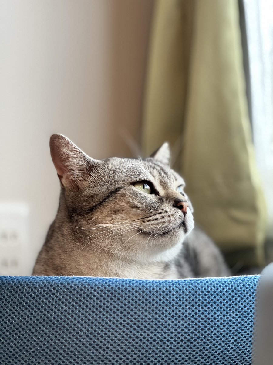 マジュはお空で元気にしてるニャ⁉️😺🌈